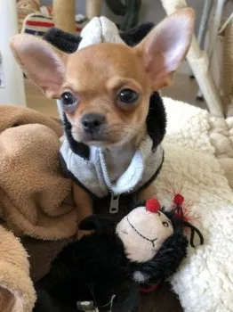 アルクトス 様のお迎えした子犬