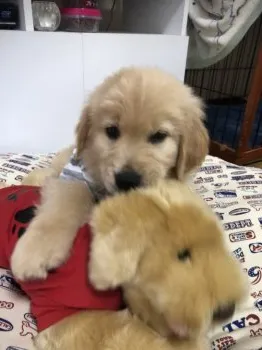 こたかーちゃん 様のお迎えした子犬