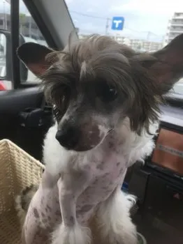 T.K 様のお迎えした子犬