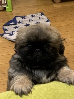 ペキニーズの子犬をお迎えいただいたお客様の声 口コミ 評判 全427件中 91 1件目を表示 みんなのブリーダー みんなのブリーダー ペキニーズの子犬をお迎えいただいたお客様の声 口コミ 評判 全427件中 91 1件目を表示 みんなのブリーダー みんなのブリーダー