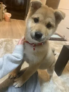 みーちゃん 様のお迎えした子犬