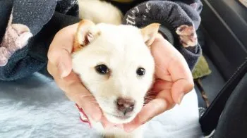 あぶってかも 様のお迎えした子犬