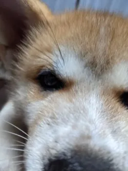 T.M 様のお迎えした子犬