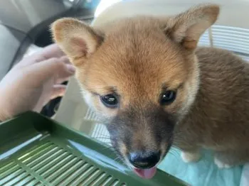 かずみ 様のお迎えした子犬