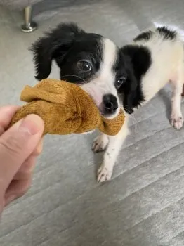 M.K 様のお迎えした子犬