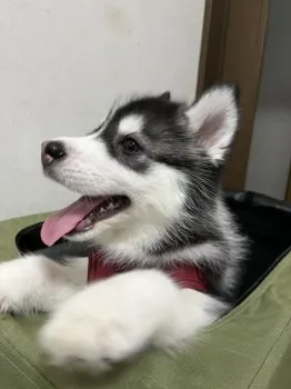 S.Y 様のお迎えした子犬