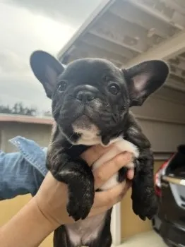 ぽんちゃん 様のお迎えした子犬