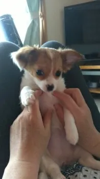 waldtomi 様のお迎えした子犬