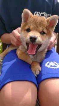 なさ 様のお迎えした子犬