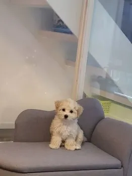 Mm 様のお迎えした子犬
