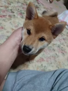 R.T 様のお迎えした子犬