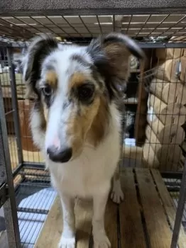 K.Ｉ 様のお迎えした子犬