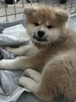 T.T 様のお迎えした子犬