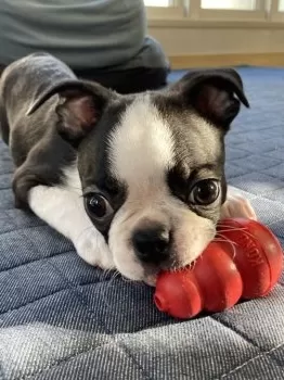 ちゃこ 様のお迎えした子犬