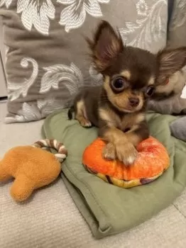 Y.Y 様のお迎えした子犬