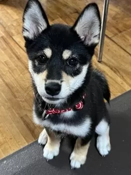 H.N 様のお迎えした子犬