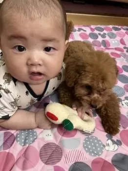 ちかべー 様のお迎えした子犬