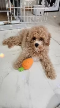 よこ 様のお迎えした子犬