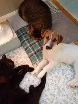 K.T 様のお迎えした子犬