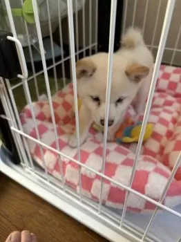 H.O 様のお迎えした子犬