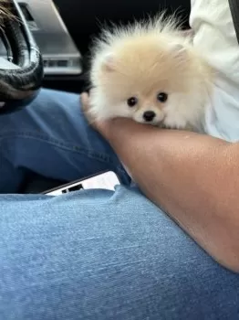 中村 様のお迎えした子犬