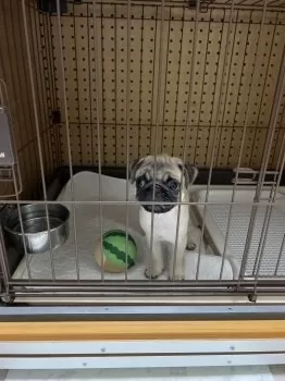 M.U 様のお迎えした子犬