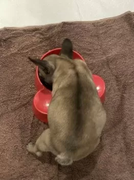M.I 様のお迎えした子犬