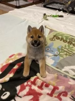 K.O 様のお迎えした子犬