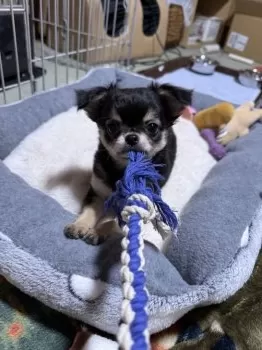 渦 様のお迎えした子犬