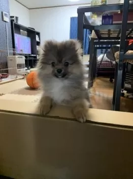 TEDDYBEAR 様のお迎えした子犬