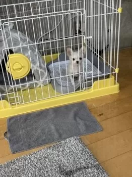 ヒロ 様のお迎えした子犬