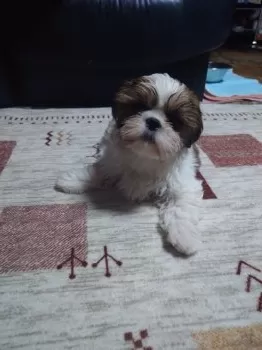 Y.T 様のお迎えした子犬