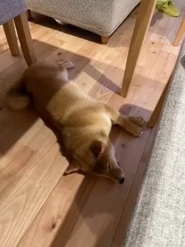 H.T 様のお迎えした子犬