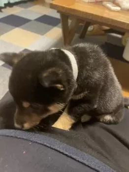 R.K 様のお迎えした子犬