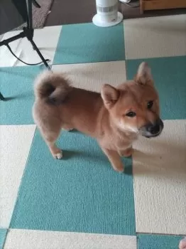 M.K 様のお迎えした子犬