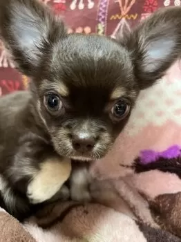 セーラ 様のお迎えした子犬