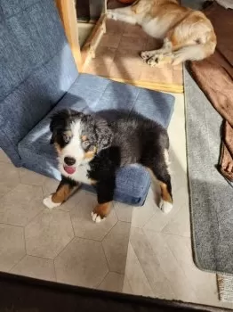 Saien 様のお迎えした子犬