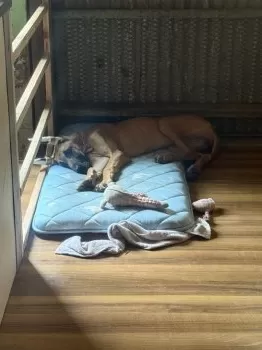 スミ 様のお迎えした子犬