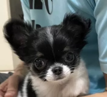 N.Ｉ 様のお迎えした子犬