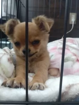 R.M 様のお迎えした子犬