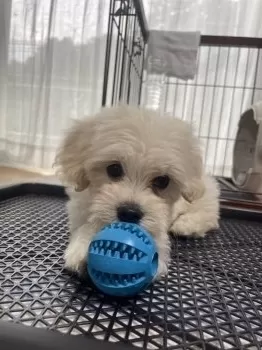 N.K 様のお迎えした子犬