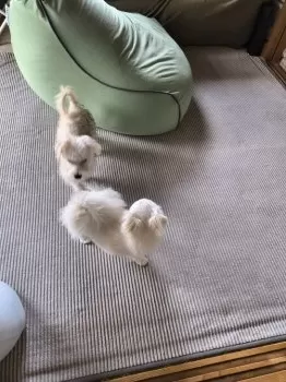 ま− 様のお迎えした子犬