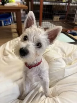 Y.H 様のお迎えした子犬