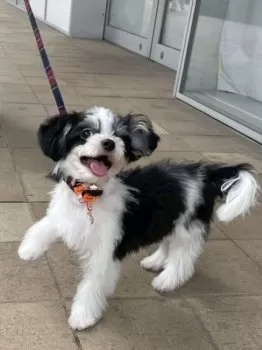 ホリコシ 様のお迎えした子犬