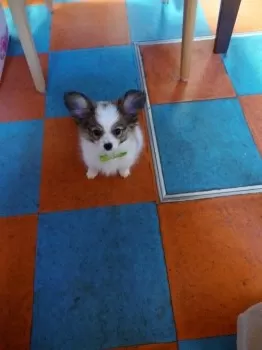 まぁちゃん 様のお迎えした子犬