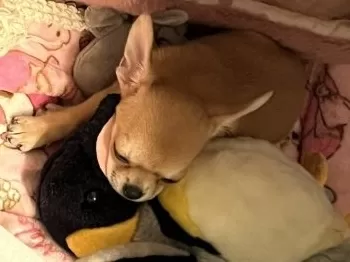 toku 様のお迎えした子犬