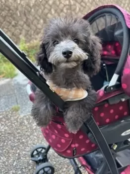 M.H 様のお迎えした子犬