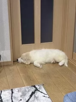 M.A 様のお迎えした子犬
