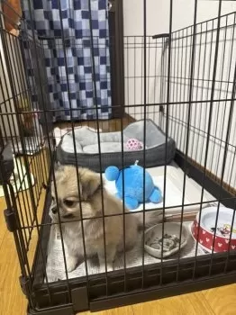 N.S 様のお迎えした子犬