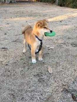 N.S 様のお迎えした子犬